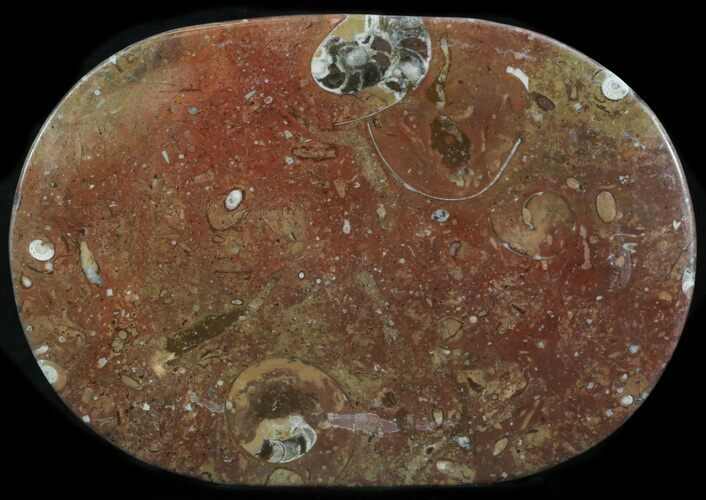 / Fossil Orthoceras & Goniatite Plate - Stoneware #36354